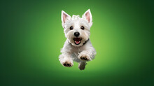 West Highland White Terrier Dog Jumping On Green Background