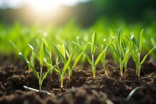 Green Seedling Growing From Soil In The Morning Light. Agriculture Concept