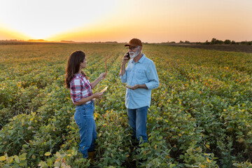 Sticker - Farmers checking soybean crop in field