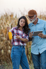 Canvas Print - Farmers man and woman checking corn cob before harvest in field