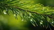 © Login - Close-up of a spruce branch with drops after rain. Natural background. The concept of awakening and purity of nature. Illustration for cover, postcard, postcard, banner, poster, brochure, presentation
