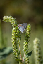 Gray Hairstreak Butterfly In Profile On A Plant.