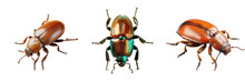 Png Set Isolated Aerial View Of A Beetle On A Transparent Background