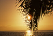 Close-Up Of A Palm Fronds At Sunset, Sun Shining Through, Warm Yellow Sky Reflecting On The Ocean