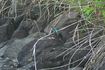 Wall Mural - common kingfisher in a forest