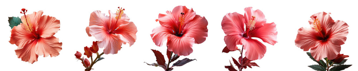Wall Mural - Png Set Closeup view of a red hibiscus flower on a transparent background