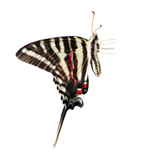 A Zebra Swallowtail Butterfly (Eurytides Marcellus) Cut Out And Isolated On A Transparent Background. Transparent PNG Clipped From A Photo Taken By Me.