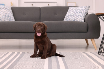 Canvas Print - Cute chocolate Labrador Retriever puppy on rug at home. Lovely pet