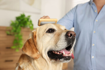 Sticker - Woman brushing cute Labrador Retriever dog at home, closeup