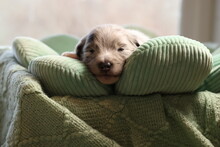 Tiny Puppy Sleeping