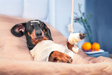 Fototapeta Zwierzęta - Dog patient of hospital lies in bed in ward for treatment, rehabilitation is bandaged, hand is hung in cast, plaster on head Elderly sick dachshund with injuries after accident is recovering in clinic