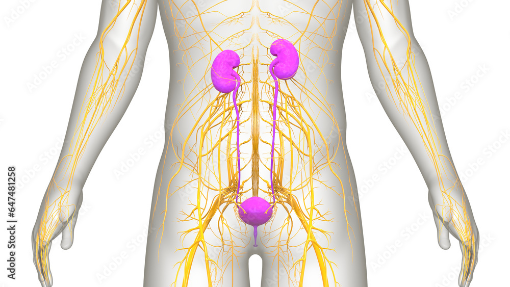 Human Urinary System Kidneys with Bladder Anatomy Stock Illustration ...