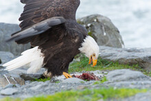 Bald Eagle (Haliaeetus Leucocephalus) Eating Salmon With Open Wings