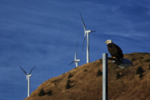 Bald Eagle Perched On Lamp Post In Downtown Kodiak With Wind Turbines In Background, Southwest Alaska