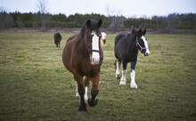 Clydesdales, The Mane Intent Equestrian Centre; Keane, Ontario, Canada