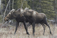 Two Moose (Alces Alces) Walking Along The Road In Central Yukon; Yukon, Canada
