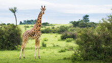 Giraffe (Giraffa Camelopardalis), Murchison Falls National Park; Urganda