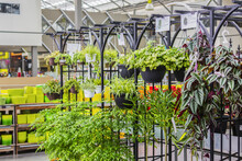 Plants For Sale In A Nursery Located In A Shopping Complex; St. Albert, Alberta, Canada
