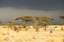 Grevy's Zebras (Equus Grevyi) Graze Under Acacia Trees Under Stormy Skiees, Samburu National Reserve; Kenya