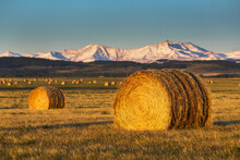 Large Round Hay Bales In A Field At Sunrise With Foothills And Snowy Mountain Range In The Background And Blue Sky; Alberta, Canada