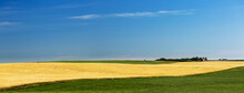A Strip Of A Golden Grain Field Framed By Green Fields With Blue Sky And Cloud; Acme, Alberta, Canada