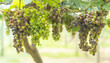 Ripe grapes growing in vineyard, Vineyard with ripe grapes, organic farm. green fruit. 