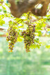 Ripe grapes growing in vineyard, Vineyard with ripe grapes, organic farm. green fruit. 