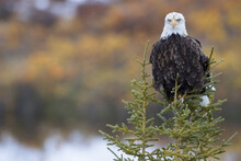 Bald Eagle (Haliaeetus Leucocephalus) Sitting On A Tree Along The Dempster Highway; Yukon, Canada