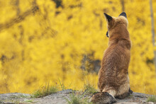 Red Fox (Vulpes Vulpes) Looking Out Over The Autumn Coloured Foliage; Yukon, Canada
