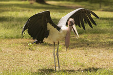 A Marabou Stork (Leptoptilos Crumeniferus) Is Stretching Its Wings In A Grassy Clearing In The Sunshine, Dappled Sunlight Casting A Pattern Of Shadows On The Grass; Kenya