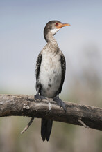 A Long-Tailed Cormorant (Phalacrocorax Africanus) With Red Eyes And Black And White Feathers Is Perched On A Branch With Its Wings Folded, Against A Blue Sky; Kenya