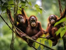 Family Of Orangutans