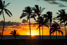 Silhouette Of Palm Trees Along The Shore At Sunset; Honolulu, Oahu, Hawaii, United States Of America