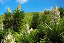 White Tropical Flowers Blossoming Along Kealia Bike Path; Kauai, Hawaii, United States Of America