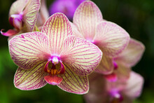Close Up Of A Pink And White Orchid; Island Of Hawaii, Hawaii, United States Of America