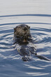 © Designpics - Sea Otter Swimming In Harbor In Whittier, Southcentral Alaska, Spring