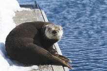 Sea Otter Laying On Dock In Whittier, Southcentral Alaska, Spring