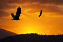 Composite. Bald Eagles At Sunset, Auke Bay, Juneau, Alaska.
