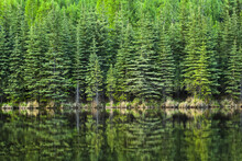Fresh Greens Of Boreal Forest Reflect On Beaver Pond, Chena River State Recreation Area; Fairbanks, Alaska, United States Of America