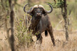 © Designpics - Portrait of a Cape Buffalo (Syncerus caffer) standing in the bushes on the plain watching the camera; Laikipia, Kenya