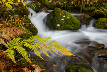 Long Exposure Of A Silky, Smooth Rainbow Creek With Moss-covered Rocks And Fallen Autumn Coloured Leaves, And Giant Fern Leaf In Foreground; Anchorage, Alaska, United States Of America