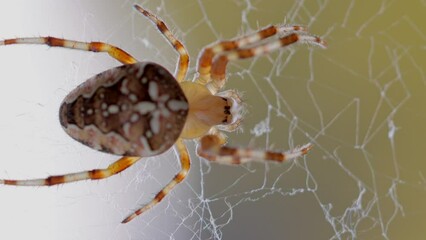 Macro shot of orange colored Araneus Spider in web net during sunny day
