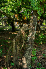 Wall Mural - Twisted tree covered moss in the forest