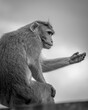 portrait of a monkey sitting