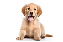 A Puppy Golden Retriever Dog Isolated On White Background. 