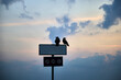 Two crows sitting on a sign with cloudy sunsetting sky on the background, selective focus