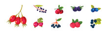 Ripe Juicy Berry As Garden Sweet Crop Vector Set