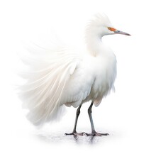 Snowy Egret Bird Isolated On White Background.