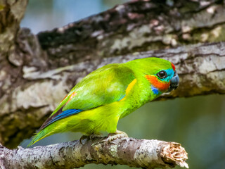 Double-eyed Fig Parrot in Queensland Australia