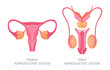 Human reproductive system. Male and female internal genitals, human body anatomy flat vector illustration. Biology education scheme with reproductive organs